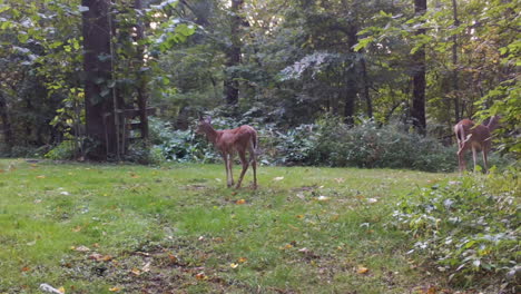 Weibchen-Whitetail-Und-Ihr-Jährling-Grasen-Auf-Klee-Auf-Einer-Lichtung-Im-Wald