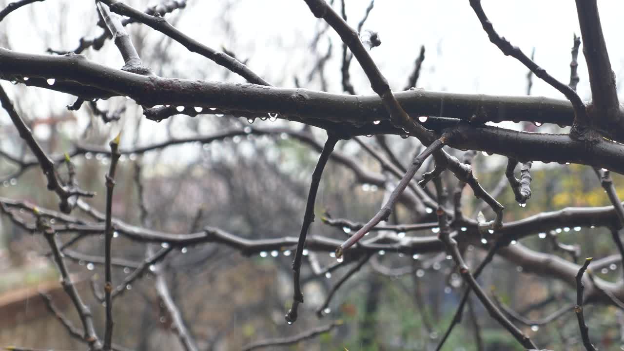 Rain-drenched Tree Branches