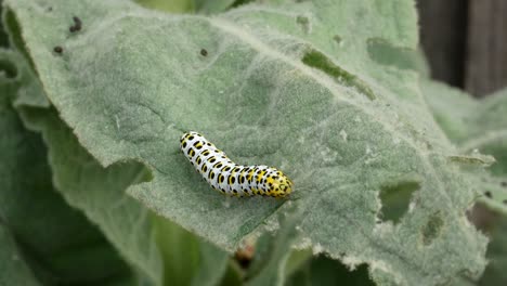 a black yellow and white caterpillar rests on a green leaf which gently blows in the wind