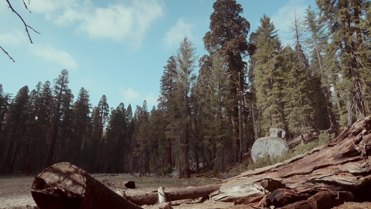Giant Sequoia Forest Landscape