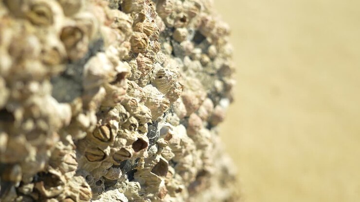 Barnacles On Rocks - Beach Rocks With Acorn Barnacles - Palm Beach In Sydney, New South Wales, Australia