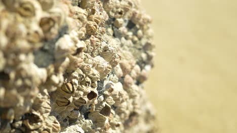 Barnacles-On-Rocks---Beach-Rocks-With-Acorn-Barnacles---Palm-Beach-In-Sydney,-New-South-Wales,-Australia