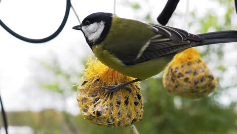 great tit fly on homemade bird seed ball near tv cables and peck seeds