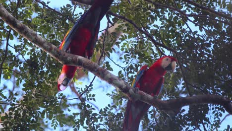 scarlet macaws over head looking down over a branch and making noise in stunning peru rainforest