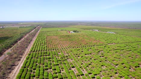 toma de drones de una gran granja de mango junto a una carretera rural en el interior de australia