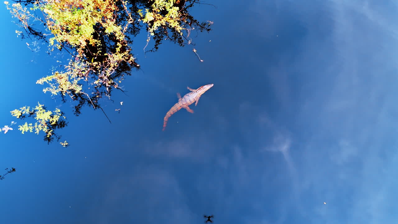 A crocodile lies on the river surface floating relaxed. Drone footage of reptile in the blue water near the bushes.