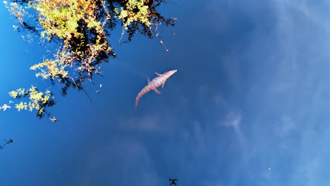 a crocodile lies on the river surface floating relaxed. drone footage of reptile in the blue water near the bushes.