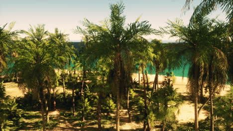 a view of a beach with palm trees in the foreground