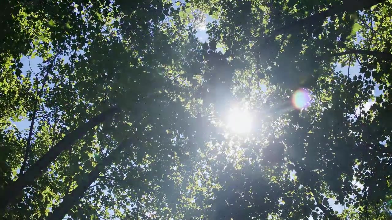 Sunlight Filtering Through Green Forest Canopy