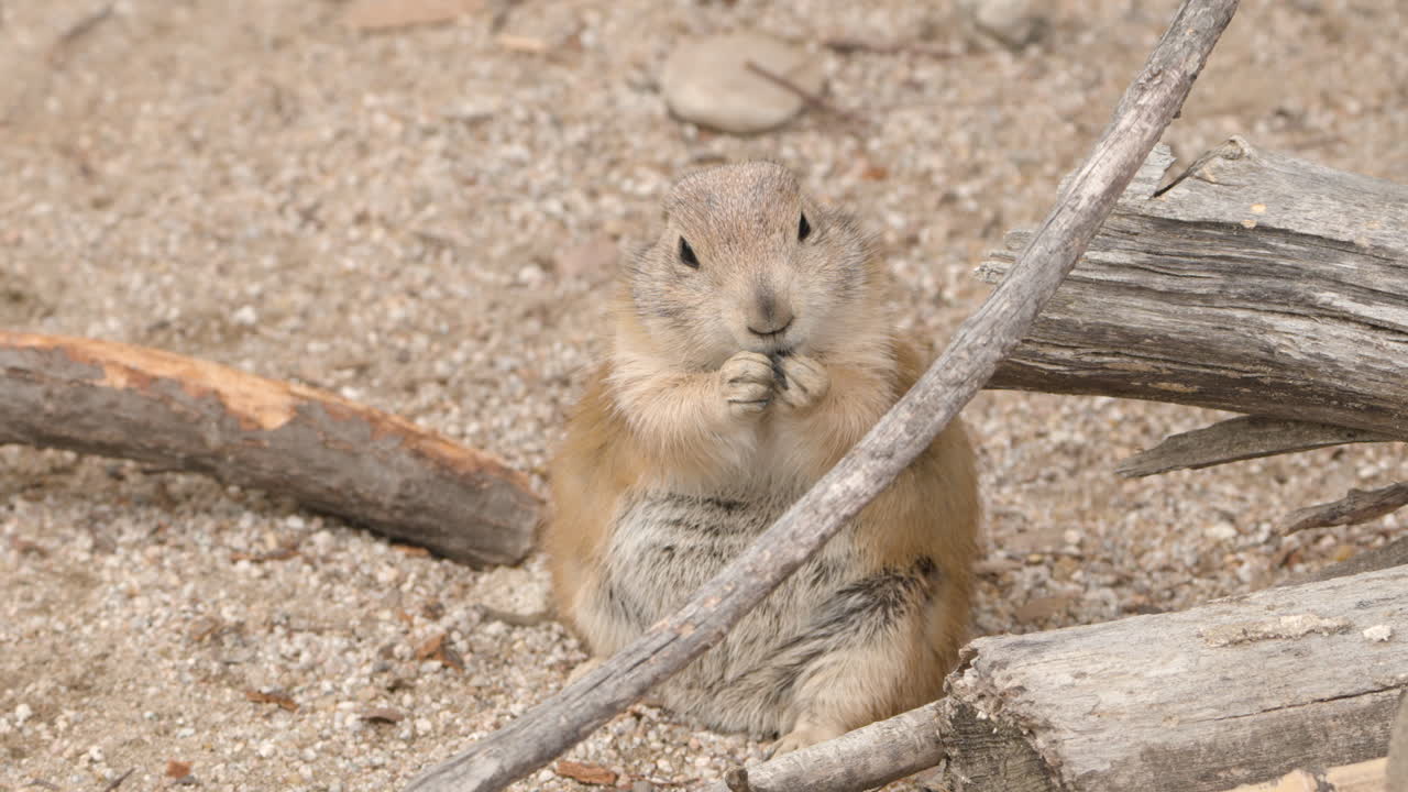 Furry Black-tailed Prairie Dog Eating. Close-up Shot