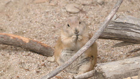 Furry-Black-tailed-Prairie-Dog-Eating.-Close-up-Shot