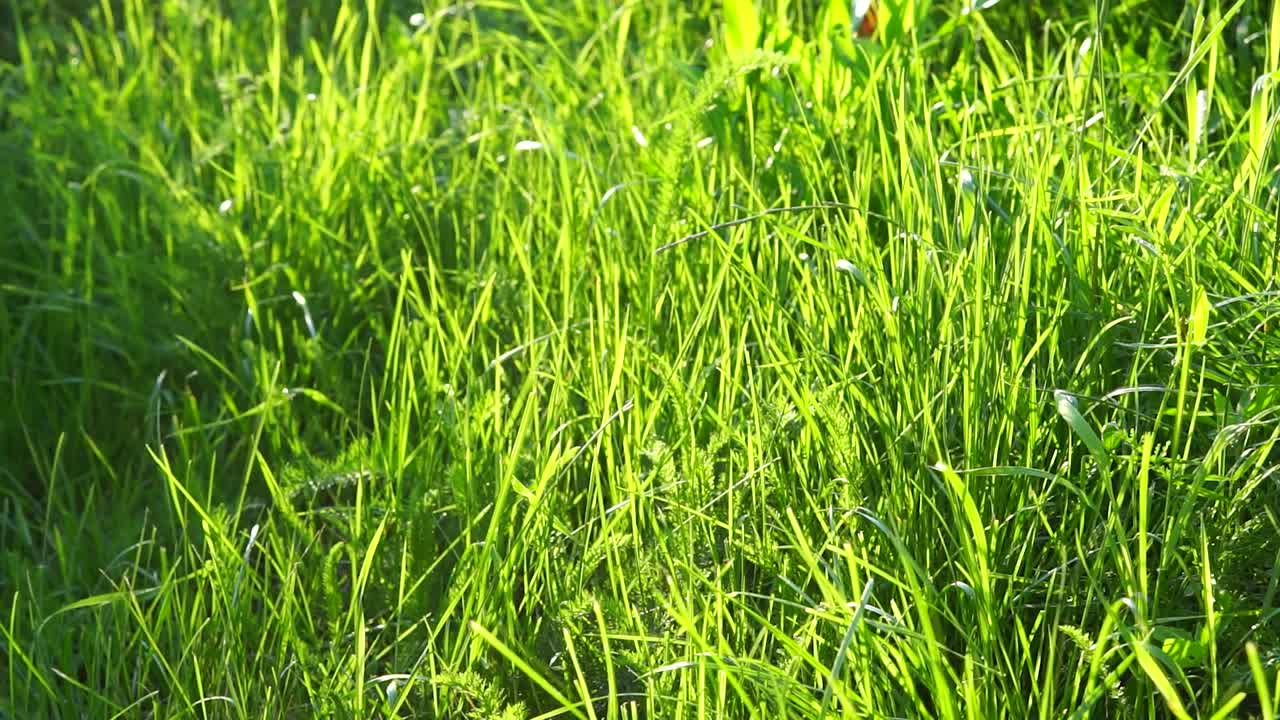 바람에 잔디가 끊임없는 루프