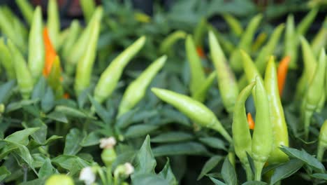 green and orange chili peppers growing