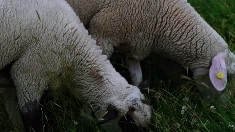 white black sheep eats green meadow with other animals in the background