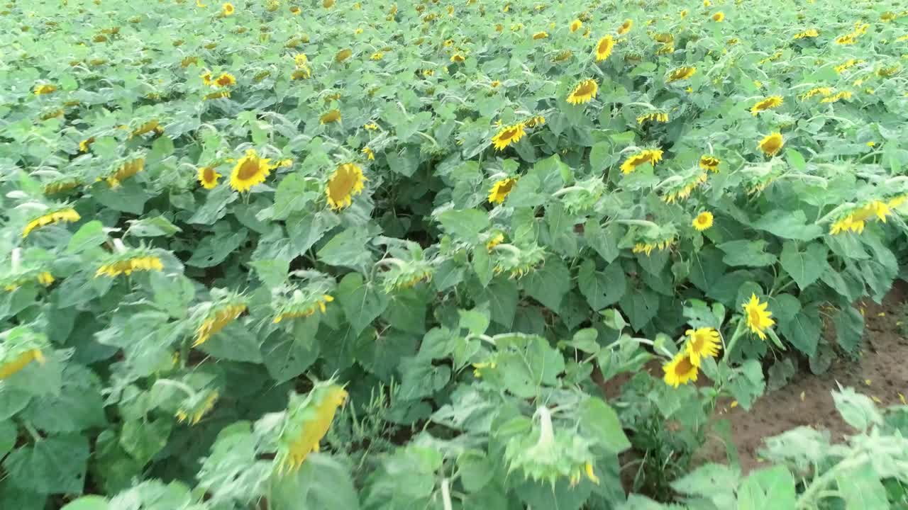 드론은  ⁇ 꽃 ⁇  위에서 앞뒤로  ⁇ 습니다.