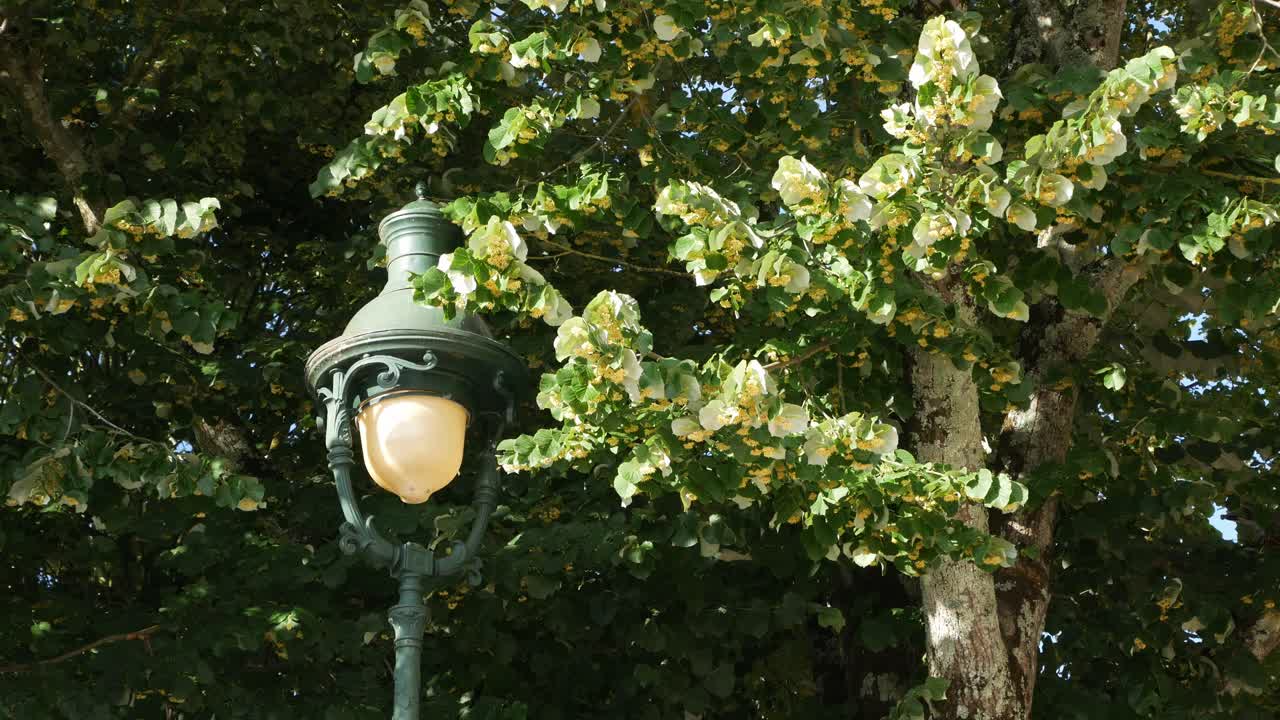 바람이 불어오는 날 공원에서 오래된 거리 램프, 로쉬포르 수르 메르, 프랑스