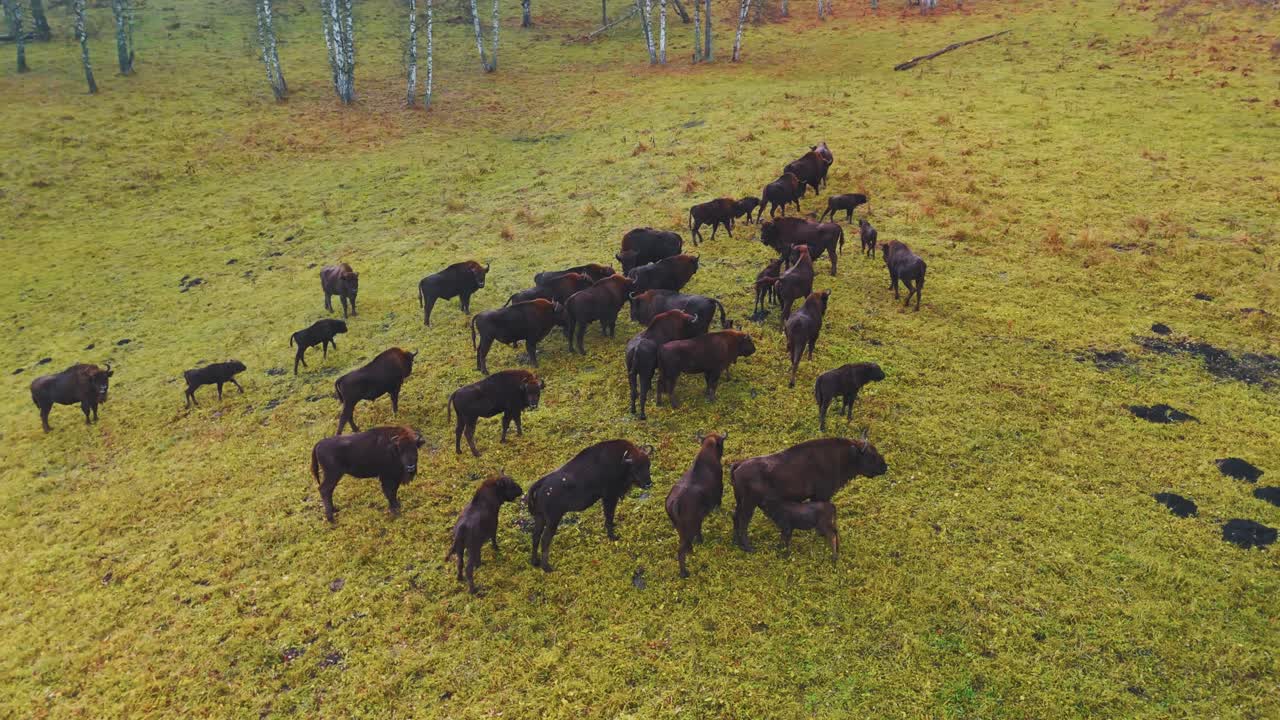 Bison Herd in Autumnal Grassland