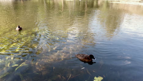 friendly brown duck paddles around a pond