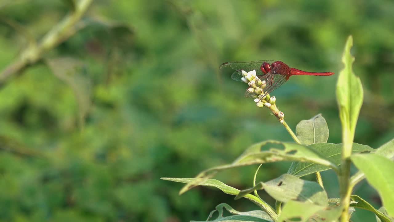 Zoom Out of Red Dragon Fly on the Flower of a Plant Moving its Head Really Fast