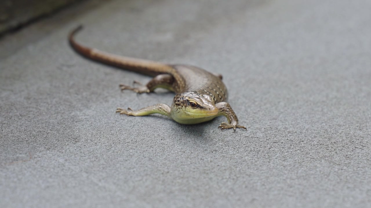 Static macro shot looking head-on at a Common Sun Skink lying flat on grey ground, displaying its facial features, yellowish throat, and glossy body scales.