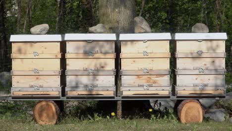 front of four wooden beehives