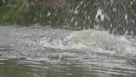 Cerca-De-Castor-Nadando,-Golpea-La-Cola-Y-Luego-Se-Sumerge-Bajo-El-Agua-En-Cámara-Lenta