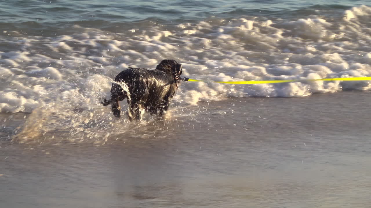 Black dog running and playing on the beach on a sunny day