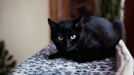 black cat with lying on bed. close up view of cute kitten enjoying time