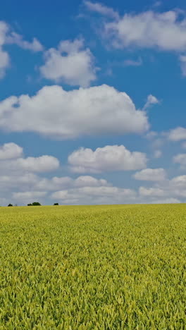 Beautiful view of farming landscape in daytime. Agricultural field of wheat growing in spring under beautiful sky. Camera moves forward. Vertical video
