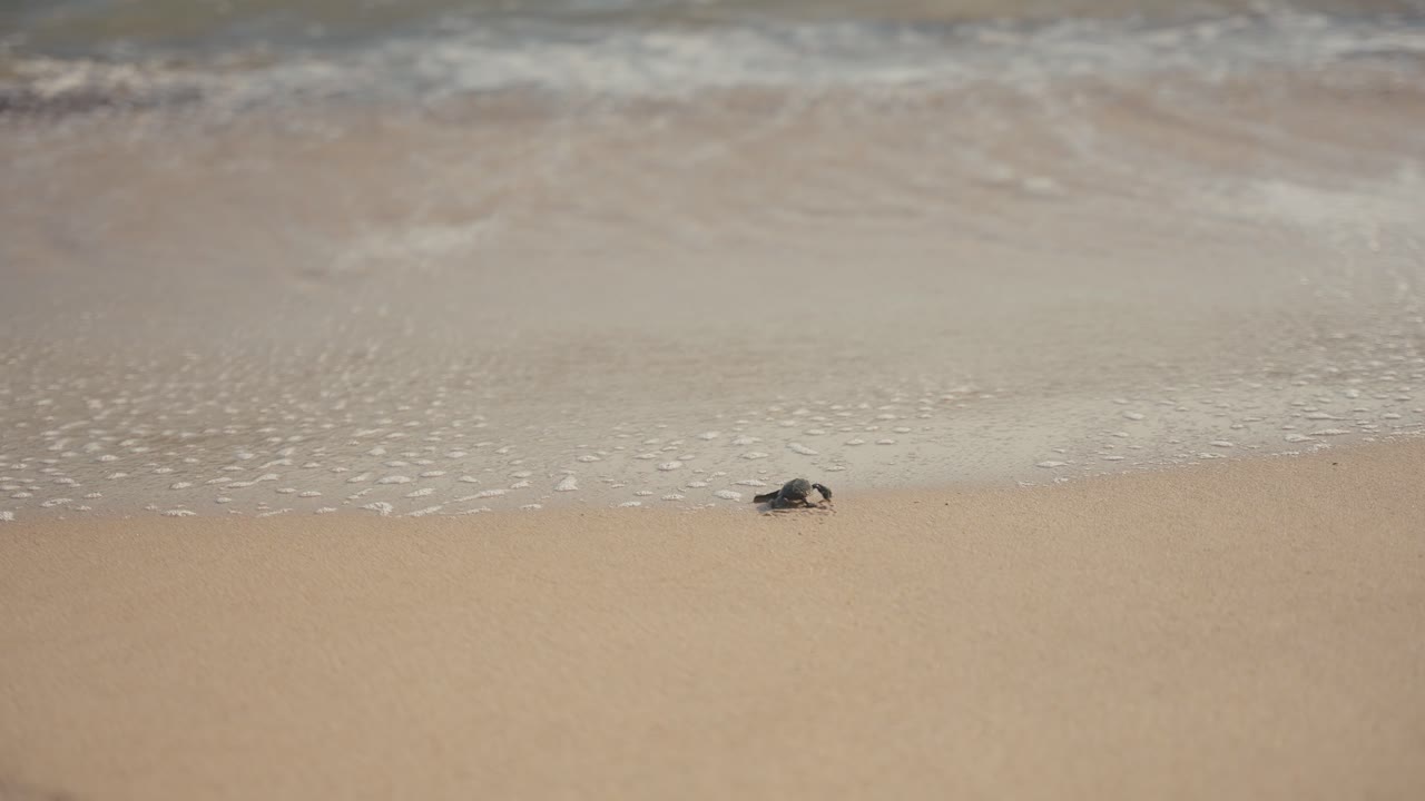 새로 태어난 작은 거북이들이 처음으로 바 ⁇ 물로 향하고 있습니다.