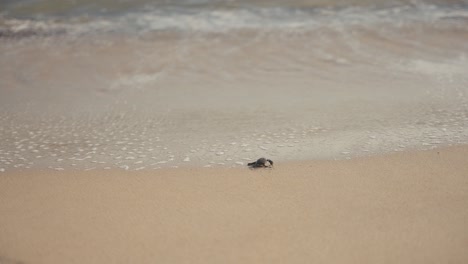 tortugas recién nacidas que se dirigen a las aguas del mar por primera vez