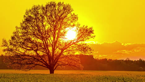 timelapse de una hermosa puesta de sol dorada sobre el campo de colza, escondiéndose detrás de un árbol antes de ponerse