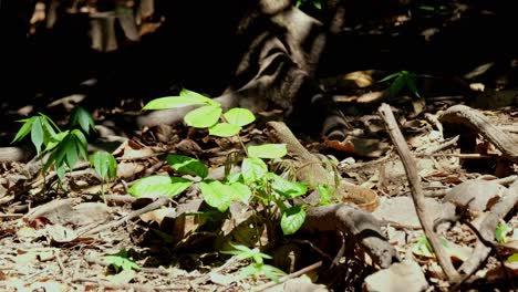 Seen-from-its-back-basking-under-the-afternoon-sun-as-insects-and-butterflies-fly-around,-Asian-Water-Monitor-Lizard-Varanus-salvator