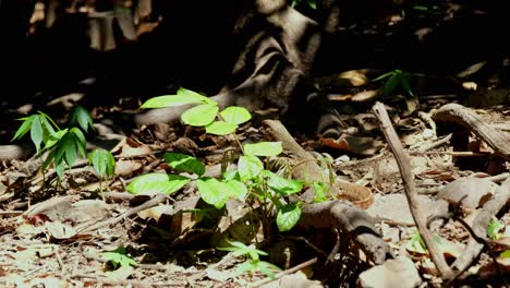visto desde su espalda tomando el sol de la tarde mientras los insectos y las mariposas vuelan alrededor, lagarto monitor de agua asiático varanus salvator