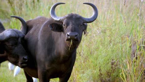 static shot of a buffalo pushing another out of the way and staring