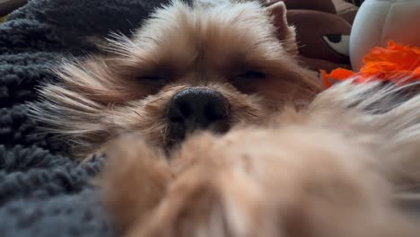 El-Dulce-Yorkshire-Terrier-Con-La-Pata-Extendida-Se-Queda-Dormido-Sobre-Una-Almohada