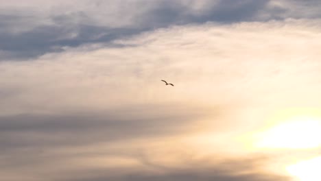 An-osprey-flies-over-the-sun-soaring-then-fades-away