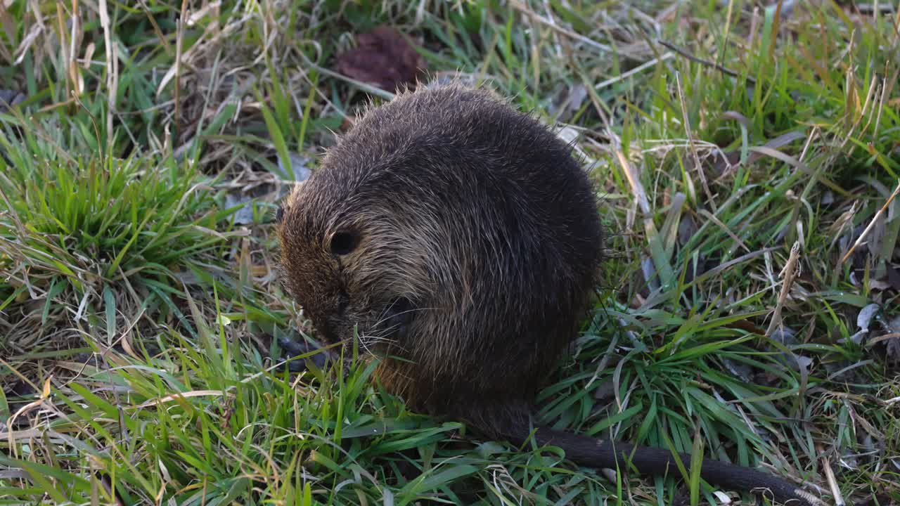 코이푸는 자연 환경에서 식물들을 어먹습니다.