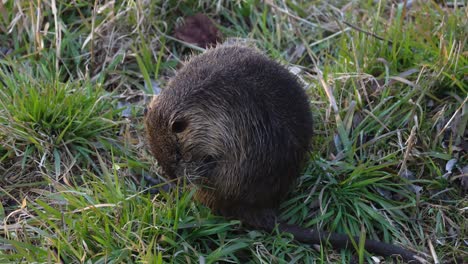 coypu nibbling vegetation in natural surroundings.