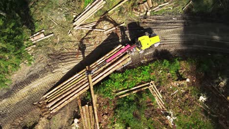 pile of logs in the forest being grabbed by the forest harvester