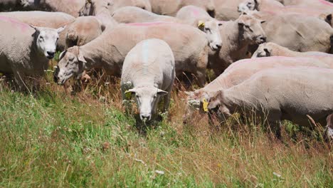 ovejas pastando en un campo de hierba alta, rebaño de ganado de lana en nueva zelanda