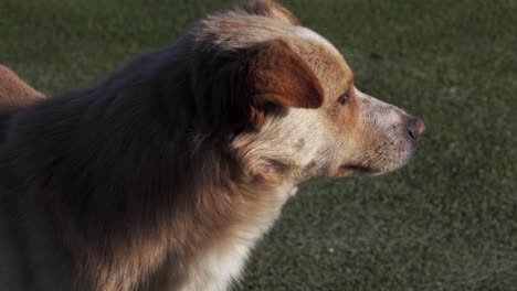 Perro-Feliz-Descansando-Al-Sol-En-Un-Día-Cálido-En-La-Naturaleza