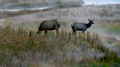 a mother elk and her offspring graze in a misty meadow near a river at sunrise in yellowstone national park