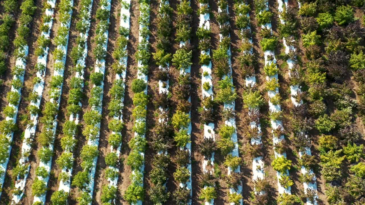 오레곤 남부에서 cbd 오일 생산을 위해 수확될 대마 밭의 항공 보기