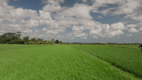 Like-pile-of-carpet-moving,-green-fields-pushed-by-gusting-winds