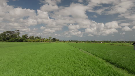 like pile of carpet moving, green fields pushed by gusting winds
