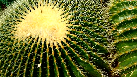 cactus echinocactus grusonii zoom en el