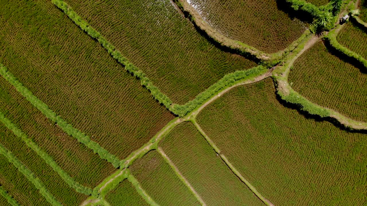 drone pan sobre campos de arroz en bali, indonesia