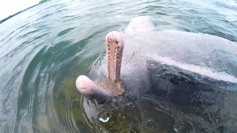 river dolphin swimming upside down in an amazon river- para- brazil