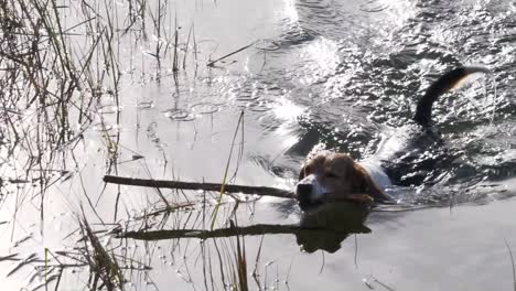 beagle dog swims in water with a wooden stick in mouth